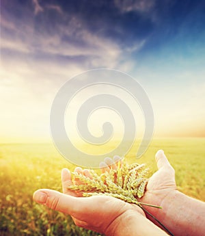 Fresh green cereal, grain in farmer's hands. Agriculture, harvest