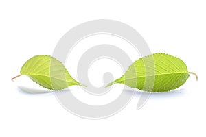 Fresh green cherry leaf isolated on white background