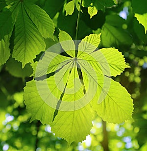 Fresh green chestnut leaf