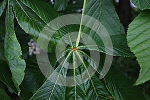 Fresh green chestnut leaf in spring close up