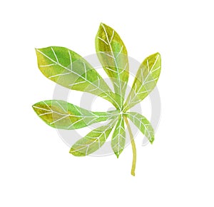 Watercolor green chestnut leaf