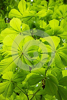 Fresh green chestnut leaves background