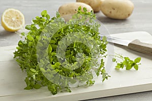 Fresh green chickweed