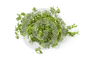 Fresh green chickweed