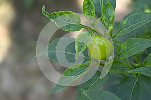 fresh green chili on plant closeup, chili plants in organic farming, Chilies closeup in field photo