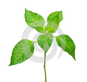 Fresh green chili tree