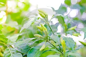Fresh Green chilli on tree in the garden