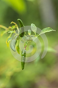 Fresh green chilli on tree