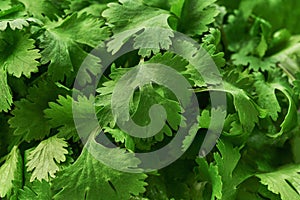 Fresh  green cilantro close-up, food background