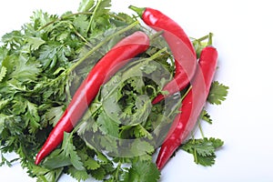 Fresh green cilantro, coriander leaves and chili pepper isolated on white bacground.