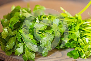 Fresh green cilantro, coriander leaves on wooden surface