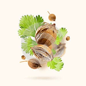 Fresh green cilantro leaves and dried coriander seeds float on a beige background. Flying set of Organic spices. Floating in the