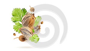 Fresh green cilantro leaves and falling dried coriander seeds float on a white background. Flying set of Organic spices. Floating