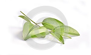 Fresh green cinnamon branch