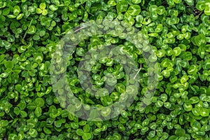 Fresh green clover background. St. Patrick`s Day, a symbol of good luck, conceptual flat lay