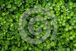 Fresh green clover background. St. Patrick`s Day, a symbol of good luck, conceptual flat lay