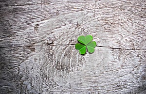 Fresh green clover leaves over wooden background,