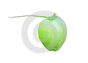 Fresh green coconut with stalk in vertical isolated on white background with clipping path