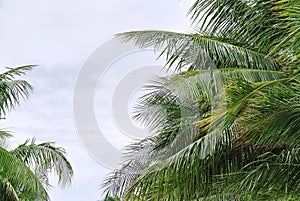 Fresh Green Coconut Tree Leaves Against Cloudy Sky