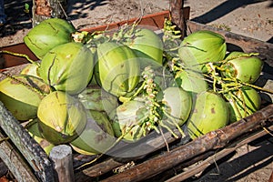 Fresh green coconuts