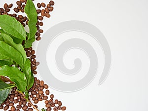 Fresh green coffee leaves and beans