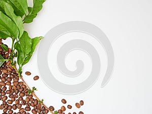 Fresh green coffee leaves and beans