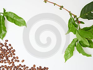 Fresh green coffee leaves and beans