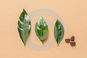 Fresh green coffee leaves beans on light orange background, flat lay