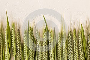 Fresh,green color ears of wheat designed on the white surface with drops