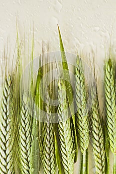 Fresh,green color ears of wheat designed on the white surface with drops