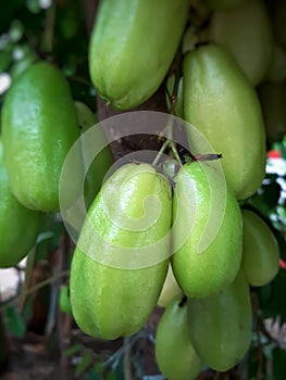 Fresh green colored of Averrhoa Bilimbi fruits which commomly used as cooking ingredients photo