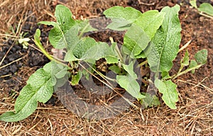 Fresh green comphrey comfrey