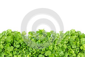 Fresh green coriander leaf vegetable texture isolated on white background