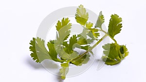 Fresh green coriander leaves with white background