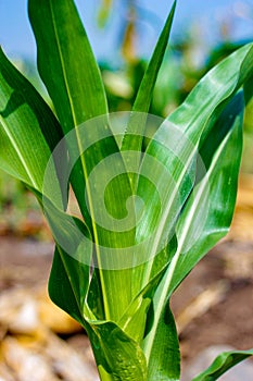 Fresh green Green Corn Field , indian farm ,