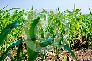 Fresh green Green Corn Field , indian farm ,