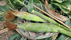 Fresh green corn from the field