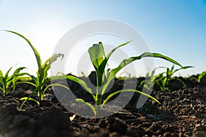 Fresh green corn plants on the field in summer. Young corn crops during the period of active growth. Rows of young corn plants.