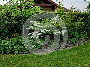 a fresh green corner of the garden with bushes and a lawn.