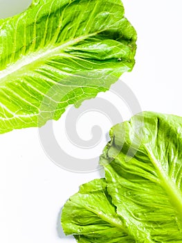 Fresh green cos lettuce leaf isolate on white