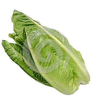 fresh green Cos Lettuce vegetable salad Isolated on White Background