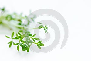 Fresh green cress salad sprouts close up on white background