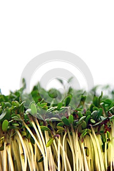 Fresh green cuckooflower plain background.