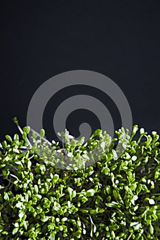 Fresh green cuckooflower plain background.