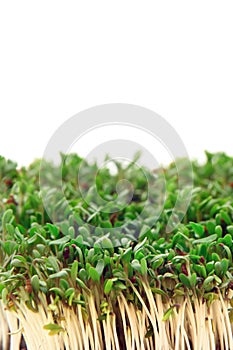 Fresh green cuckooflower plain background.