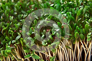 Fresh green cuckooflower plain background.