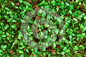 Fresh green cuckooflower plain background.