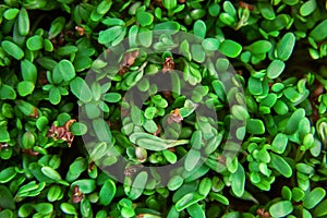 Fresh green cuckooflower plain background.