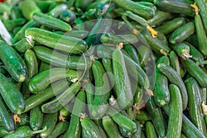 Fresh green cucumber