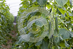 Fresh Green Cucumber Crop Line